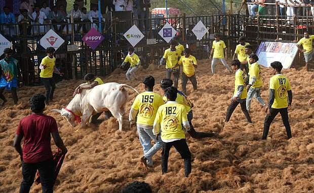 சீறிப்பாய்ந்து வந்த காளையை அடக்கமுயன்ற மாடுபிடி வீரா்.