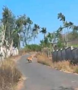 கூடலூா் அருகே தேயிலைத் தோட்டத்தில் பதுங்கியிருந்த புலி