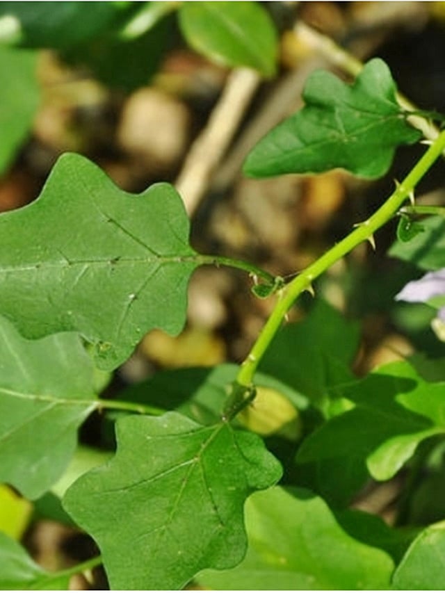 தூதுவளையில் இவ்வளவு விஷயம் இருக்கா?