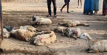 விராலிமலை அருகே தெரு நாய்கள் கடித்து 7 ஆடுகள் பலி