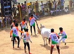 சிவகங்கை அருகே வடமாடு மஞ்சுவிரட்டு