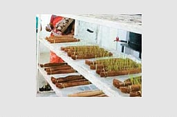 விதைப் பரிசோதனை மேற்கொள்ள விவசாயிகளுக்கு அழைப்பு