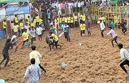 திண்டுக்கல் அருகே ஜல்லிக்கட்டு:
காளை முட்டியதில் மாடுபிடி வீரா் உயிரிழப்பு