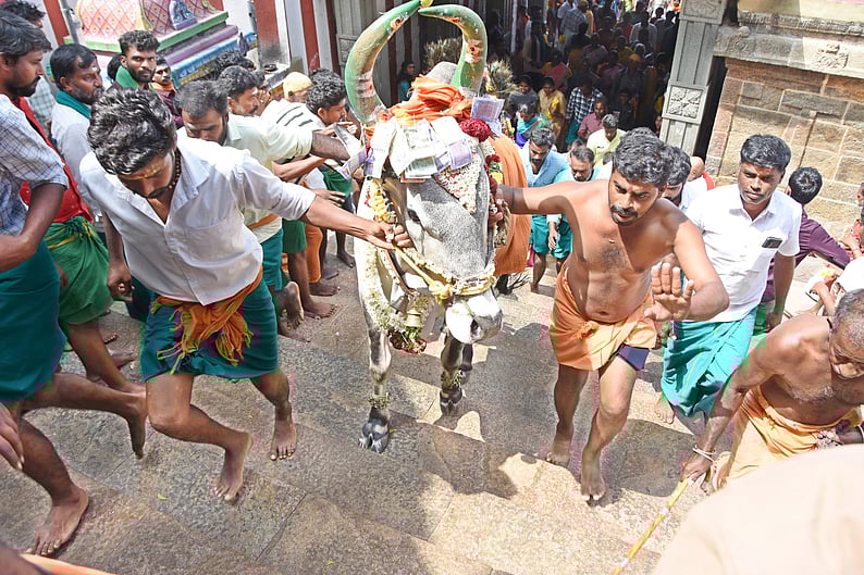 பழனி மலையில் கோயில் காளையுடன் படியேறிய பக்தா்கள்!