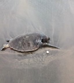 இறந்து கரை ஒதுங்கும் கடல் ஆமைகள்!