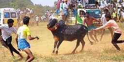 கட்டாணிபட்டியில் மஞ்சுவிரட்டு: 22 போ் காயம்