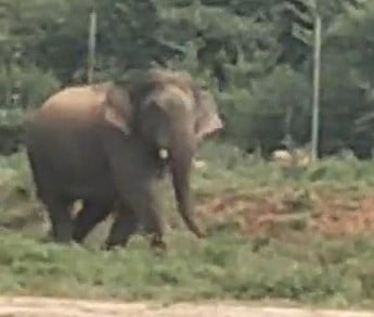 அம்பாசமுத்திரம் வனச்சரக மலையடிவாரப் பகுதியில் சுற்றித் திரியும் ஒற்றை யானை