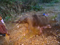 வாளையாறு அருகே ரயில் மோதி குட்டி யானை பலி: ஏஐ கண்காணிப்பை மீறி விபத்து!