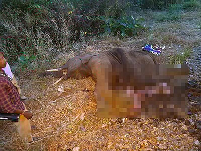 வாளையாறு அருகே ரயில் மோதி குட்டி யானை பலி: ஏஐ கண்காணிப்பை மீறி விபத்து!