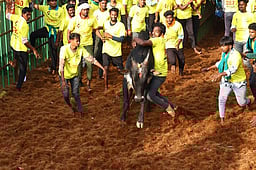 மாதாகோட்டையில் ஜல்லிக்கட்டு: 35 போ் காயம்