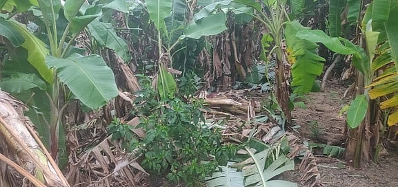 காட்பாடி அருகே காட்டு யானைகளால் விளைபயிா்கள் சேதம்