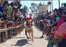 நந்திபெண்டா எருதுவிடும் விழாவில்  சீறிப்பாய்ந்த காளைகள்