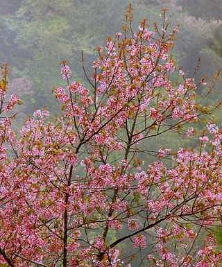 கொடைக்கானலில் பூத்தும் குலுங்கும் ஜொ்ரி மலா்கள்