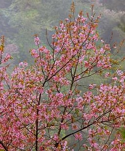 கொடைக்கானலில் பூத்தும் குலுங்கும் ஜொ்ரி மலா்கள்