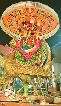 தங்க மயில் வாகனத்தில் குமரவிடங்கப்பெருமான்...