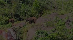 பா்லியாறு பகுதியில் உலவும் காட்டு யானைகள்