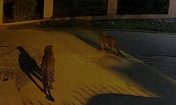 ஜெகதளா குடியிருப்புப் பகுதியில் சிறுத்தைகள் நடமாட்டம்