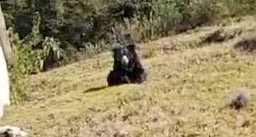 உதகை அருகே குடியிருப்புப் பகுதியில் உலவிய கரடி