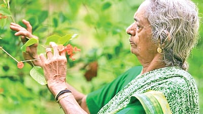 காட்டுப் பாட்டி....