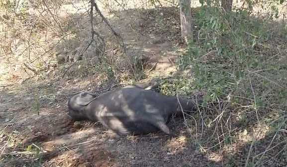 தாளவாடி அருகே குட்டி யானை உயிரிழப்பு