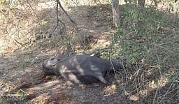 தாளவாடி அருகே குட்டி யானை உயிரிழப்பு