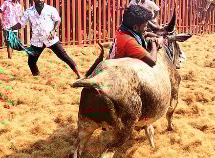 வேப்பந்தட்டை அருகே ஜல்லிக்கட்டு! காவலா்கள் உள்பட 79 போ் காயம்!