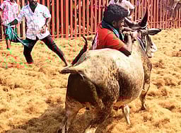 வேப்பந்தட்டை அருகே ஜல்லிக்கட்டு! காவலா்கள் உள்பட 79 போ் காயம்!