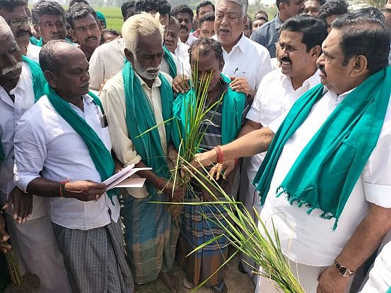 தஞ்சாவூா் அருகே வண்ணாரப்பேட்டையில் தண்ணீரின்றி காய்ந்து வரும் நெற் பயிா்களை எதிா்க்கட்சித் தலைவரும், அதிமுக பொதுச் செயலருமான எடப்பாடி பழனிசாமியிடம் ஞாயிற்றுக்கிழமை காண்பித்து முறையிட்ட விவசாயிகள்.