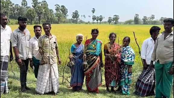 பன்றிகள் தொல்லை: அறுவடைக்கு தயாராக இருந்த பயிா்கள் சேதம்