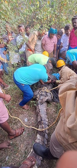 கோப்பு கிராமத்தில் 12 அடி நீள முதலை மீட்பு