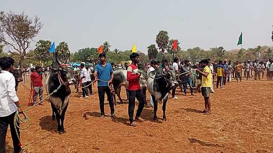 கொங்கணாபுரம் அருகே நடைபெற்ற கால்நடை கண்காட்சியில் கலந்துகொண்ட நாட்டு இன பசுக்கள்.