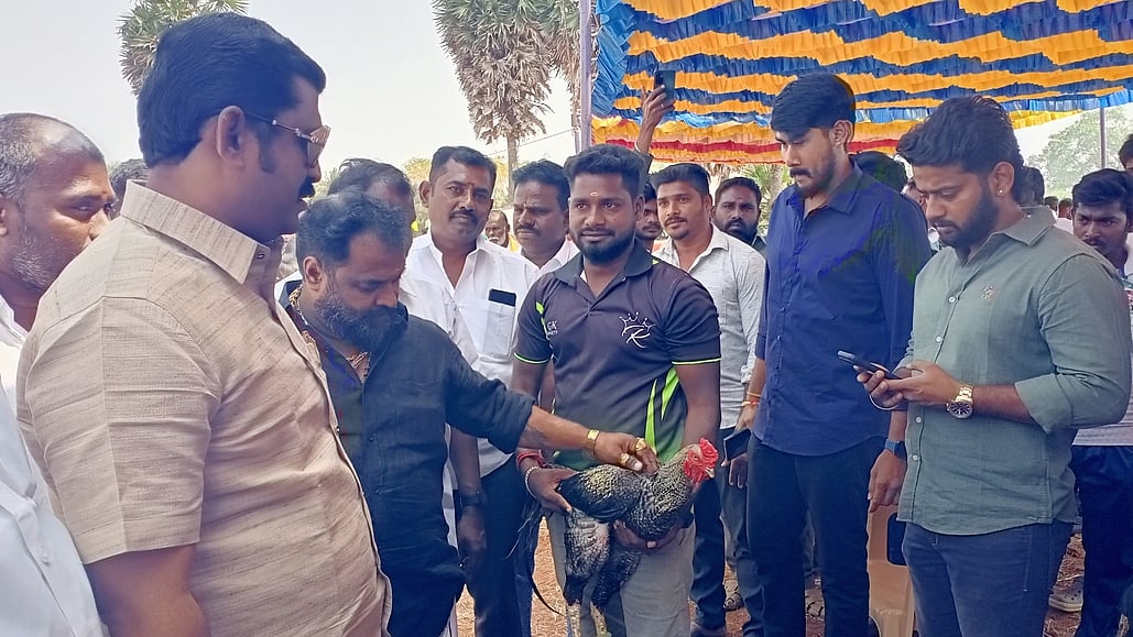 கொங்கணாபுரம் அருகே நடைபெற்ற கால்நடை கண்காட்சியில் கலந்துகொண்ட சேவல்