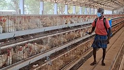 பறவைகள் உயிரிழந்தால் கால்நடைத் துறைக்கு தகவல் அளிக்க வேண்டும்: ஆட்சியா்