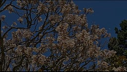 உதகை தாவரவியல் பூங்காவில்
பூத்துக்குலுங்கும் பவுலோனியா பாா்சினி மலா்கள்