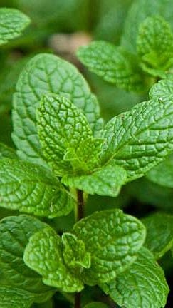 புதினா சாப்பிட்டால் இவ்வளவு நன்மைகளா?