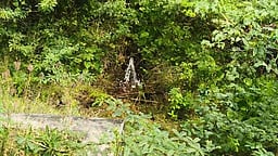 திணைகாத்தான்வயல் அருகே 
குழாய் சேதம்: குடி நீா் வீண்