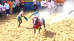 திருநல்லூா் ஜல்லிக்கட்டு: 41 போ் காயம்