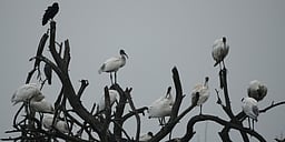 16-ஆவது தாமிரவருணி நீா்ப்பறவைகள் கணக்கெடுப்பு: 21 ஆயிரம் பறவைகள் பதிவு