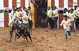 நல்லமநாயக்கன்பட்டியில் ஜல்லிக்கட்டு: 35 போ் காயம்