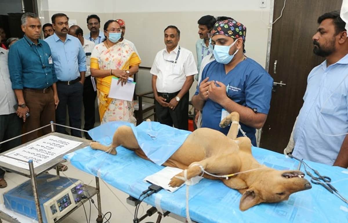சென்னையில் 8 மாதங்களில் 30 ஆயிரம் தெரு நாய்களுக்கு கருத்தடை சிகிச்சை