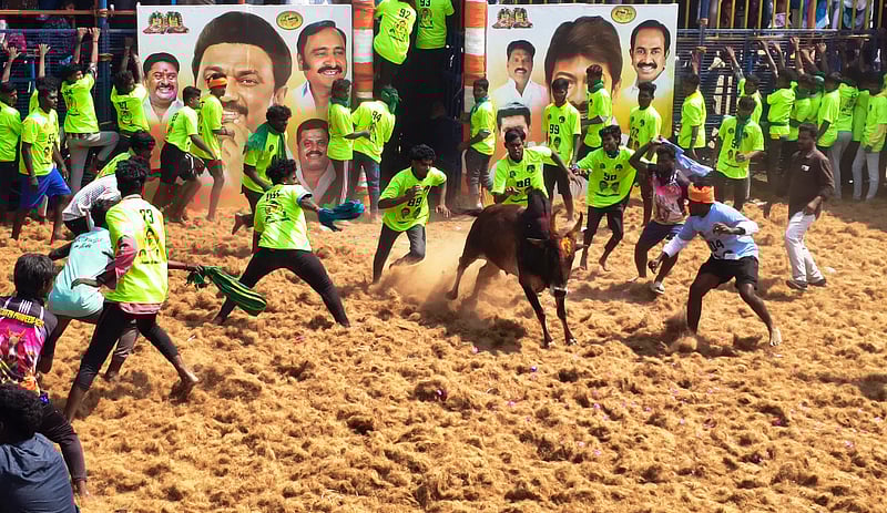 பெரியகவுண்டாபுரத்தில் ஜல்லிக்கட்டு: 450 காளைகள் சீறிப்பாய்ந்தன!