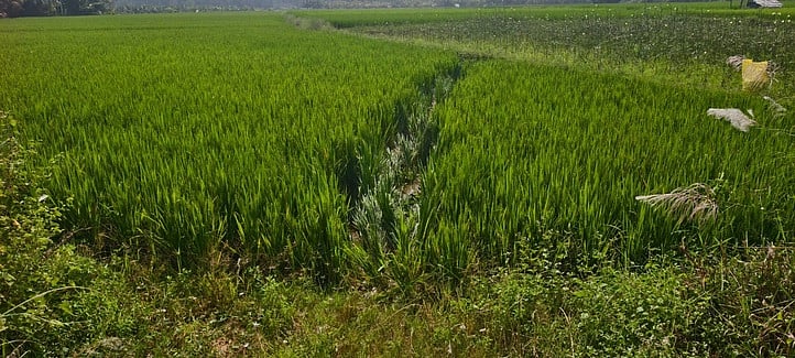 ஆழ்வாா்குறிச்சி அருகே ஒற்றை காட்டு யானை அட்டகாசம்! பொதுமக்கள், விவசாயிகள் அச்சம்!