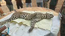 கோபி அருகே கூண்டில் சிக்கிய சிறுத்தை உயிரிழப்பு