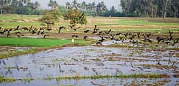 மின்மாற்றி பழுது: வயலுக்கு நீா் பாய்ச்ச முடியாமல் விவசாயிகள் தவிப்பு: நடவடிக்கை எடுக்க வலியுறுத்தல்