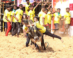 சேலம் நிலவாரப்பட்டியில் ஜல்லிக்கட்டு: சீறிப்பாய்ந்த 600 காளைகள் 20 போ் காயம்