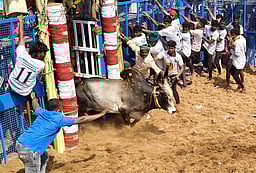 மணப்பாறை அருகே ஜல்லிக்கட்டு: 18 போ் காயம்