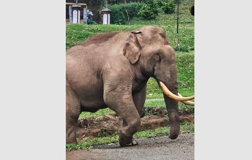 மூணாற்றில் காரை தாக்கிய காட்டு யானை: காயமின்றி தப்பிய இருவர்!