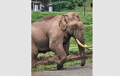 மூணாற்றில் காரை தாக்கிய காட்டு யானை: காயமின்றி தப்பிய இருவர்!  