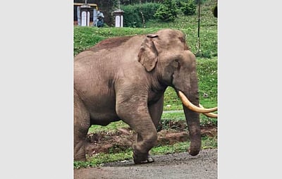 மூணாற்றில் காரை தாக்கிய காட்டு யானை: காயமின்றி தப்பிய இருவர்!  