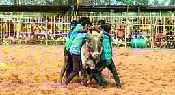 குளத்தூா் நாயக்கன்பட்டியில்
வடமாடு மஞ்சுவிரட்டு போட்டி